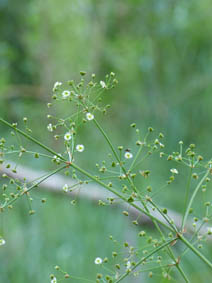 Alisma plantago-aquatica